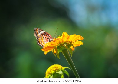 flower and butterfly - Shutterstock ID 552317359