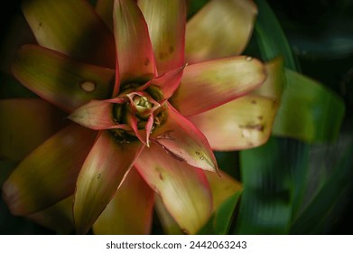 flower of a cactus, pink and yellow flower, close up of plant, Bromelia, botany, family Bromeliaceae, subfamily Bromelioideae, cluster of leaves, rosette shape exotic plant
