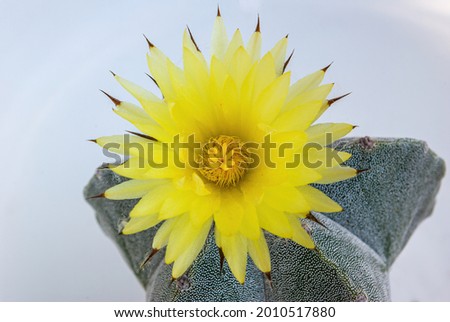Flower Cactus Selective Focus, Astrophytum Myriostigma. Yellow flower,  bishop's cap cactus, bishop's hat or bishop's miter cactus.