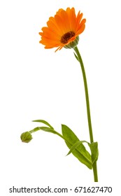 Flower Of Calendula, Isolated On White Background