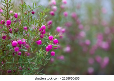 A flower called boronia. The flower language is the scent of a woman, your unforgettable scent.