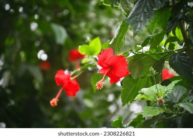 The flower is called as Hibiscus syriacus. It's called mugunghwa (Hangul: 무궁화; Hanja: 無窮花) or mokkeunhwa (Hangul: 목근화; Hanja: 木槿花)  in Korean. The mugungwha was treasured as a “blossom from heaven”.