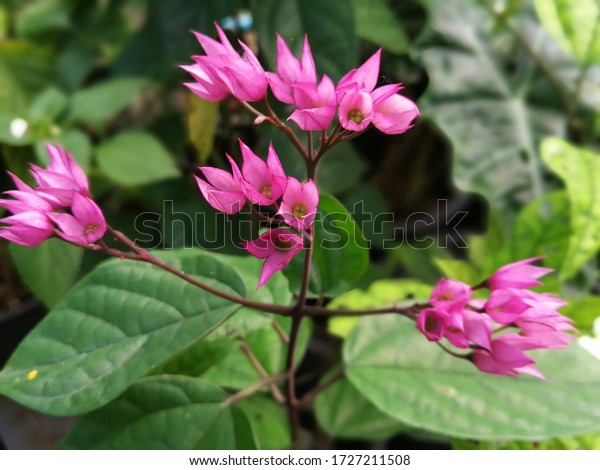 The flower is called Java Glory Bean.\
This type\
of flower is a shrub, calyx connected together, the ends are\
divided into 5 pink lobes, red petals connected as a narrow tube,\
the ends are 5 lobes.