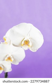 A flower called "orchid": known for its beauty and variety of colors, it is often used in decorative arrangements and as a symbol of elegance and refinement.



 - Shutterstock ID 2279734887
