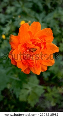 a flower called zharok, orange forest flower. Siberian taiga flower