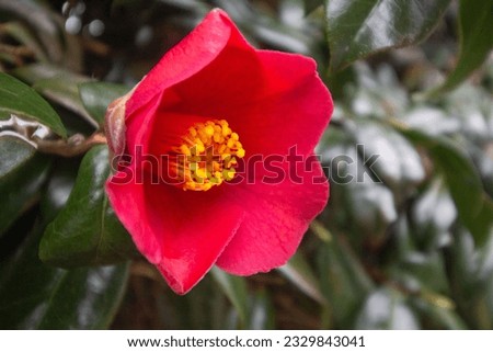 Flower of Camellia - Camellia japonica. It is also known as common camellia, Tsubaki in Japanese. Matsumae, Hokkaido, Japan