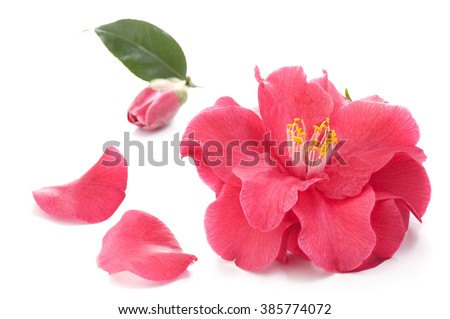 flower of camellia and petals