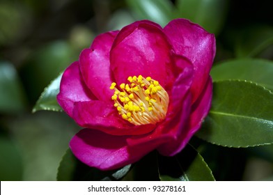 Flower Of Camellia Sasanqua