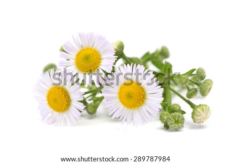 Flower camomile