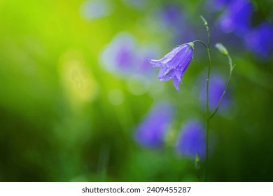 flower campanula patula, wild flowering plant, beautiful purple spreading bell flower in bloom, Summertime in meadow, Europe, Czech Republic
