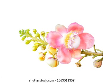 Flower Of Cannon Ball Tree, Sal Tree, Sal Of India, Isolated On White Background