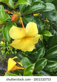 A Flower Captured In Puncak, A Mountain Pass In West Java, Indonesia.