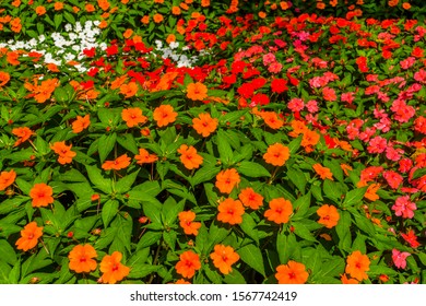 flower carpet of impatiens x hybrida hort, popular hybrid specie of snapweed flowers, air purifying plant - Shutterstock ID 1567742419