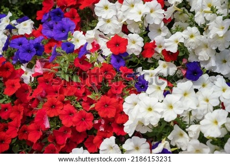Flower carpet of three colors of petunias - red, blue, white. Close-up. Bright petunias grow in the garden in a flower bed. Summer cultivated flowers create a festive atmosphere and harmony.