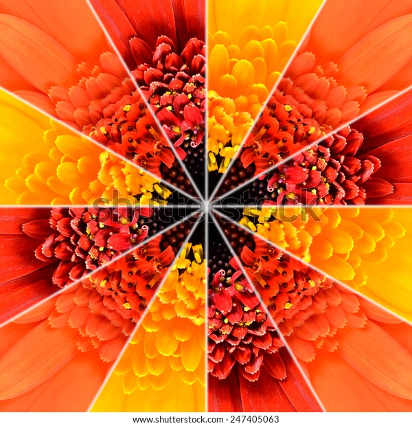 Flower Center Symmetric Collage Made of\
Collection of Gerbera Flowers. Pieces are Seamlesly Divided into\
Symmetric pieces.
