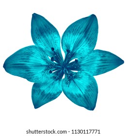 77,177 Cyan flower background Images, Stock Photos & Vectors | Shutterstock