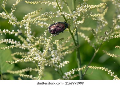 Flower Chafer Are A Group Of Scarab Beetles, Comprising The Subfamily Cetoniinae. The Group Is Also Called Fruit And Flower Chafers, Flower Beetles And Flower Scarab.