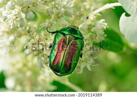 Flower chafer on feeding on flowers. Beautiful beetle with green shell feeding with nectar.