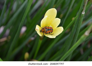 Flower Chafers Are A Group Of Scarab Beetles Comprising The Subfamily Cetoniinae. Many Species Are Diurnal And Visit Flowers For Pollen And Nectar, Or To Browse On The Petals. Some Also Feed On Fruit