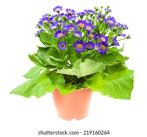 Flower Cineraria In Pot Isolated On White Background