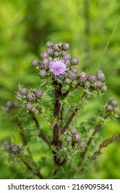 flower of the Cirsium arvense - Canada thistle, field thistle