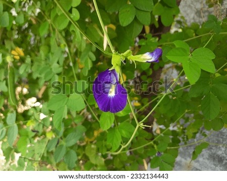 Flower of Clitoria ternatea, also known as Asian pigeonwings, bluebellvine, blue pea, butterfly pea, cordofan pea or Darwin pea. Blooming on the garden