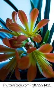 
Flower, Clivia Bloom, Indoor Plants.