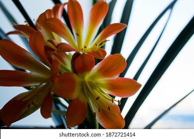 
Flower, Clivia Bloom, Indoor Plants.