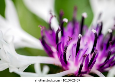 flower close up