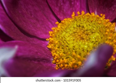Flower close - up