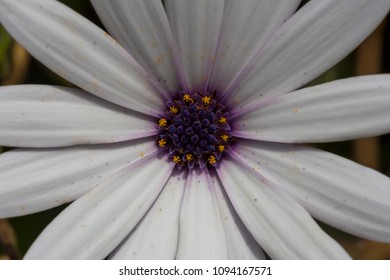 flower close up