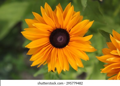 flower close up