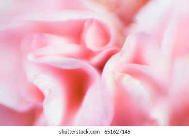 Flower close up