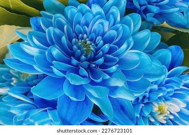 Flower up close. Bouquet of blue flowers. Beautiful flowers for background