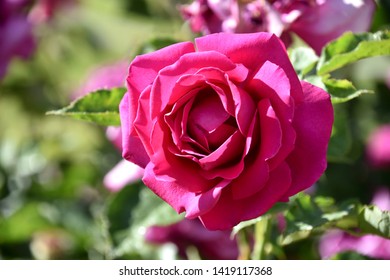 Flower Close Up - Oklahoma Rose (Rosa Oklahoma)