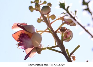 Flower close up. Sal, Shal, Sakhuwan, Sal Tree, Sal of Shorea robusta Roxb
