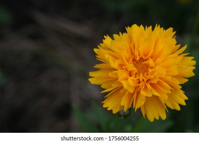 Flower close ups in spring