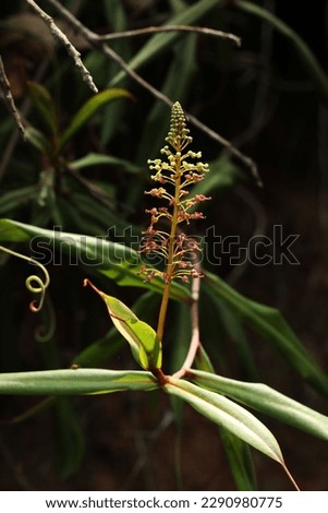 flower close up of White Collared Pitcher Plant (Nepenthes albomarginata) from Penang Island Malaysia rainforest