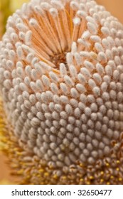 Flower in closeup