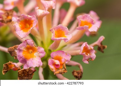 flower closeup