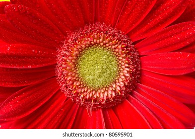 flower close-up