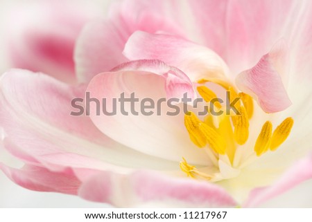 Similar – Close-Up Details Of Pink Tulip Flower