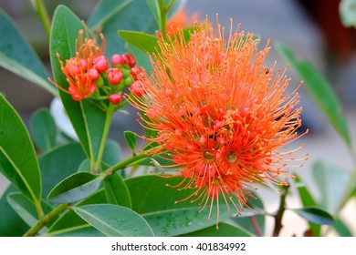 flower closeup background