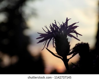 flower closeup with evening backdrop