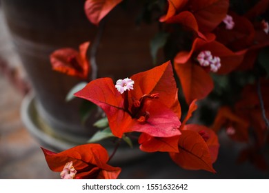 Flower Closeup, Garden Aroun Larco Museum In Lima Peru