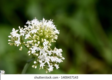 Flower Closeup: Garden Valerian (Valeriana Officinalis)