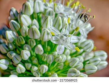 Flower Cluster Of The Common Garden Onion. Botanical Name, Allium Cepa. The Flowers And Green Stems Are Edible. Taken In Chino Valley AZ.