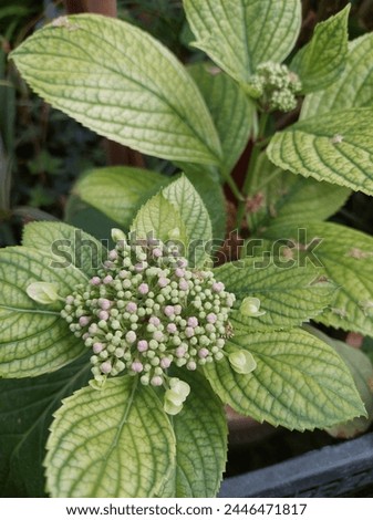  A flower cluster of a hydrangea variety, with large, showy flower buds in various colors