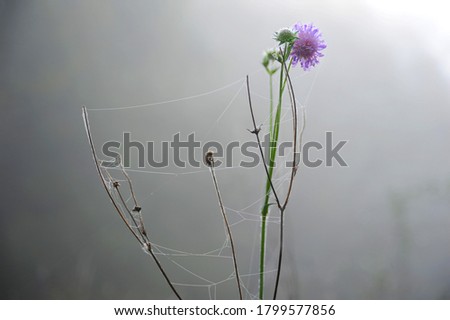 Similar – Foto Bild Sonnenstrahlfänger Natur