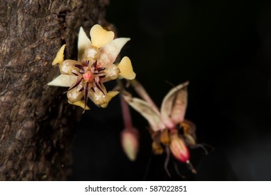 Flower of the Cocoa tree (Theobroma cacao). The flower grows directly out of the trunk (cauliflory) with shallow DOF effects.